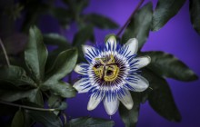 Blue passion flower wallpaper - Other