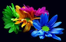 Colorful chrysanthemums - Other