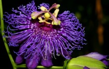 Passion Flower wallpaper - Other