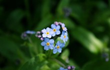 Forget me not flower wallpaper - Other