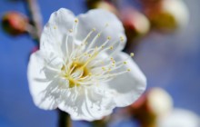 Plum blossoms macro wallpaper - Other