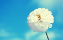 White flower wallpaper - Other