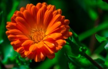 Flower images download - Other