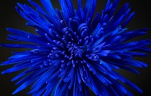 Blue flower wallpaper - Other