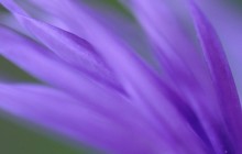 Purple petals wallpaper - Other