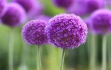Persian onion flowers wallpaper - Other