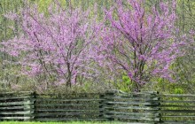 Redbuds picture - Other