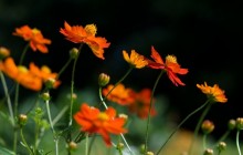 Sulfur cosmos flowers wallpaper - Other