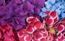 Hydrangea Blossoms wallpaper - Other