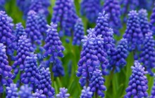Muscari flower image - Other
