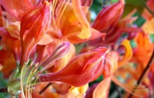 Orange Rhododendrons - Other