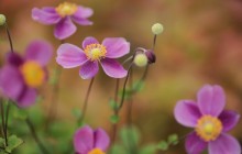 Japanese anemones - Other