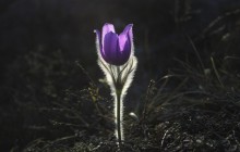 Common pasque flower wallpaper - Other