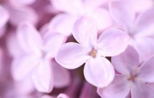 Violet lilac flowers wallpaper - Other