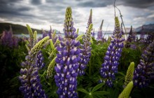 Lupinus flowers wallpaper - Other