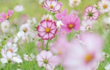 Pink and white flower wallpaper - Other