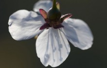 White blossom flower - Other