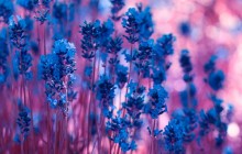 Lavender flowers image - Other