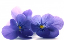 Blue viola petals - Other
