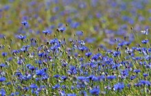 Blue cornflower meadow wallpaper - Other