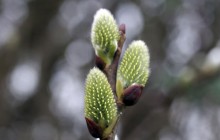 Catkins tree blossom wallpaper - Other