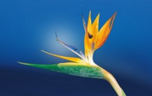 Bird of paradise flower - Other