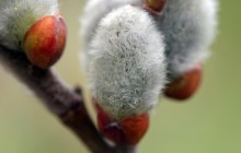Pussy willow blossom wallpaper - Other