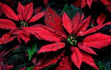 Poinsettia flowers wallpaper - Other