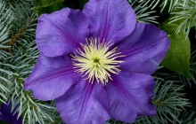 Clematis image - Other