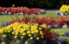 Flower beds garden - Other