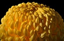 Yellow chrysanthemum wallpaper - Other
