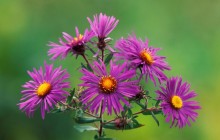 New England Asters image - Other