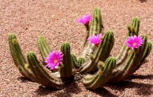Flowering cactus - Other
