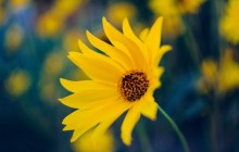 Best flower image download - Other