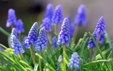 Muscari flowers - Other