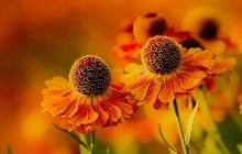 Nice flowers wallpapers download - Other