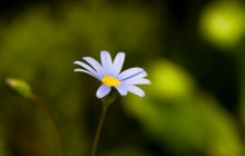 Flower photography images - Other