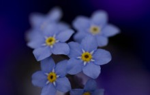 Forget-me-nots wallpaper - Other