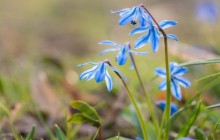 Blue squill flowers wallpaper - Other