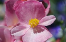 Fibrous Begonia flower wallpaper - Other