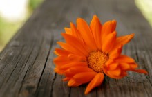 Flowers images for desktop wallpaper - Other