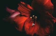 Amaryllis flower wallpaper - Other