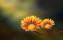 Free flower images - Other