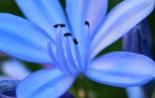 African lily wallpaper - Other