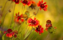 Nature flowers wallpaper download - Other