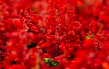 Red salvia wallpaper - Other