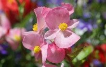 Fibrous begonia light pink - Other