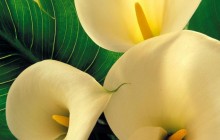 Calla Lilies image - Other