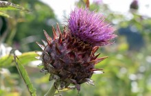 Ornamental thistle wallpaper - Other