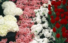 Hydrangeas - Azaleas - Tulips and Cinerarias - Other